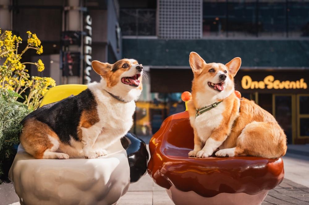 Traumhafte Ferien mit Ihrem Hund: Das perfekte Ferienhaus in Dänemark!