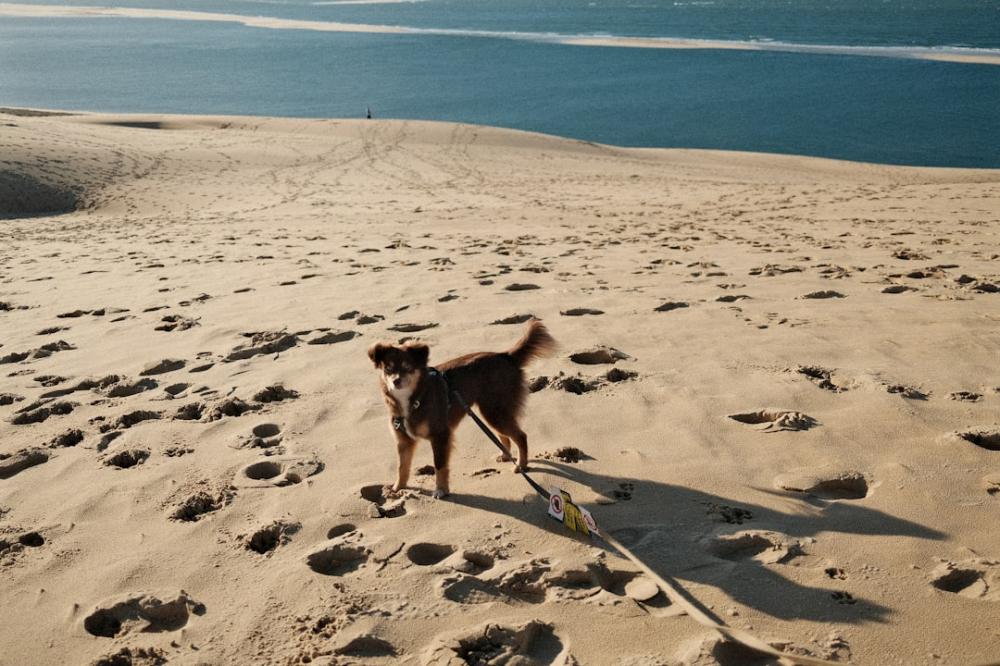 Unvergessliche Ferien im Ferienhaus Blavand mit Hund: Der perfekte Urlaub für die ganze Familie